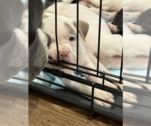 Medium Photo #3 American Pit Bull Terrier Puppy For Sale in OKLAHOMA CITY, OK, USA
