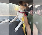 Small #14 American Pit Bull Terrier Mix