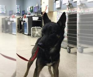 German Shepherd Dog-Unknown Mix Dogs for adoption in Riverside, CA, USA