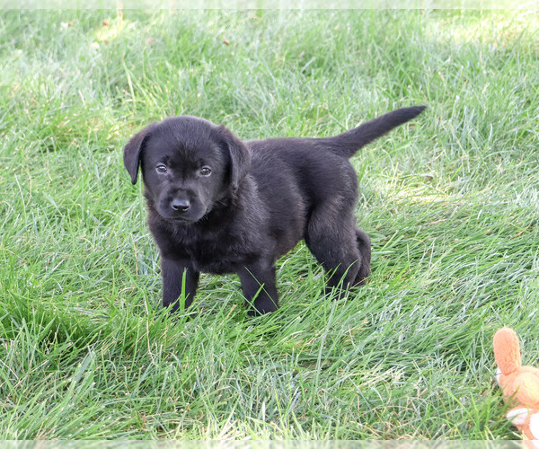 Medium Photo #1 Labrador Retriever Puppy For Sale in SYRACUSE, IN, USA