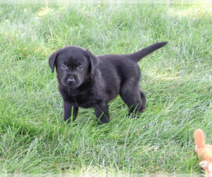 Labrador Retriever Puppy for sale in SYRACUSE, IN, USA