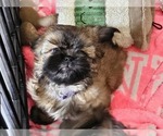 Puppy Purple collar g Shih Tzu