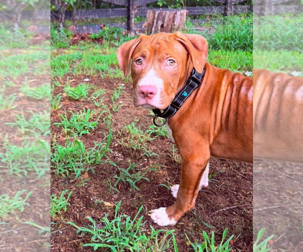 Medium Photo #3 Mutt Puppy For Sale in Spotsylvania, VA, USA