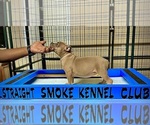 Small Photo #5 American Bully Puppy For Sale in FAYETTEVILLE, NC, USA
