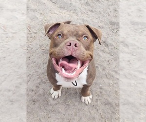 Bulldog-Unknown Mix Dogs for adoption in Shermans Dale, PA, USA