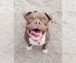 Small Bulldog Mix
