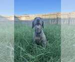 Small #2 Weimaraner