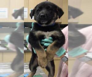 German Shepherd Dog Dogs for adoption in Riverside, CA, USA