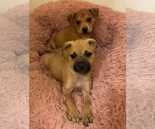 Medium Photo #5 Black Mouth Cur-Unknown Mix Puppy For Sale in Queen Creek, AZ, USA