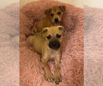 Small #4 Black Mouth Cur Mix