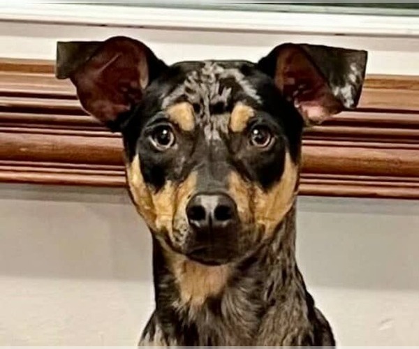 Medium Photo #2 Miniature Pinscher Puppy For Sale in Pompano Beach , FL, USA