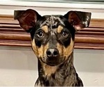 Small #1 Miniature Pinscher