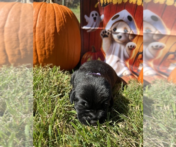 Medium Photo #16 Labrador Retriever Puppy For Sale in NEOLA, WV, USA