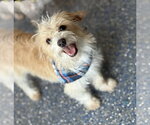 Small #1 Norfolk Terrier Mix