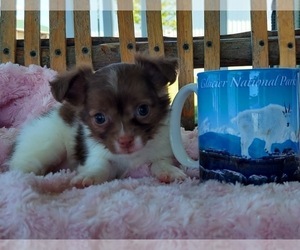 Chihuahua Puppy for sale in FRYTOWN, IA, USA