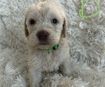 Puppy Scittles Labradoodle