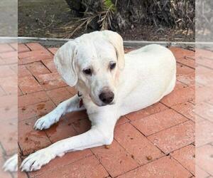 Elinda - Female Labrador Retriever-Unknown Mix Dog for Adoption - Photo #9