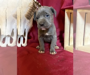 Cane Corso Puppy for Sale in LAKE EUFAULA, Oklahoma USA