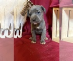 Small Photo #1 Cane Corso Puppy For Sale in LAKE EUFAULA, OK, USA