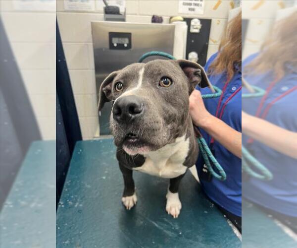 Medium Photo #1 American Pit Bull Terrier-Unknown Mix Puppy For Sale in Mobile, AL, USA