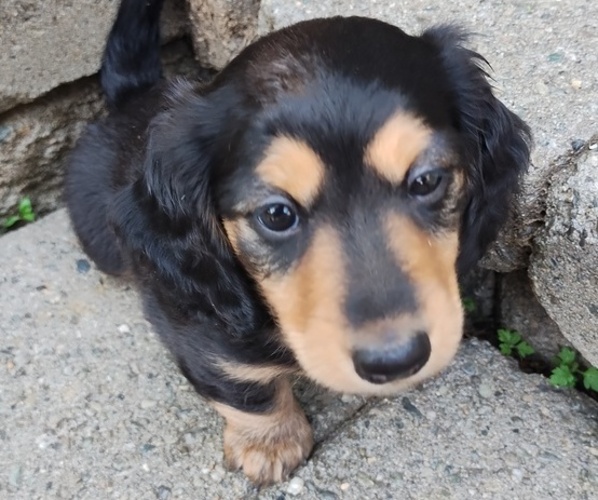 Medium Photo #2 Dachshund Puppy For Sale in LAKE HOPATCONG, NJ, USA