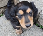 Small #1 Dachshund