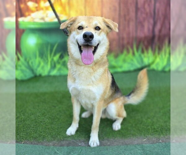 Medium Photo #3 Shepradors Puppy For Sale in Long Beach, CA, USA