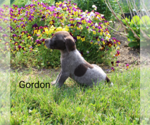 German Shorthaired Pointer Puppy for sale in RAGERSVILLE, OH, USA