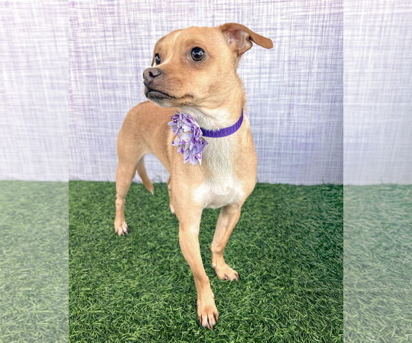 Medium Photo #1 Chihuahua-Unknown Mix Puppy For Sale in Corona, CA, USA