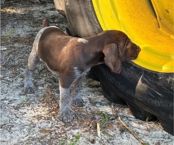 Medium Photo #23 German Shorthaired Pointer-German Wirehaired Pointer Mix Puppy For Sale in DEFUNIAK SPRINGS, FL, USA