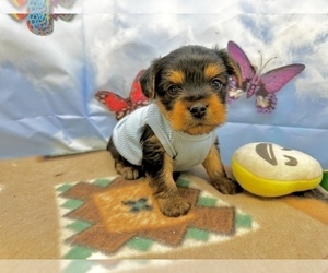 Morkie Puppy for sale in CASSVILLE, MO, USA