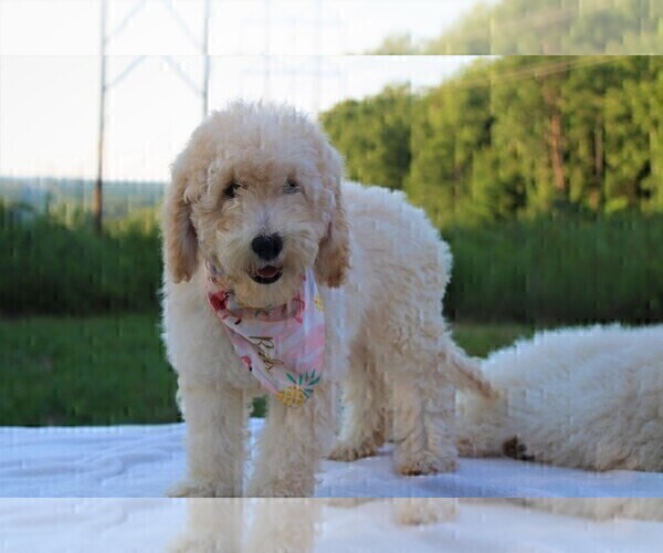 Medium Photo #36 Goldendoodle Puppy For Sale in TIMBERLAKE, NC, USA