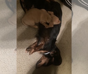 Mother of the Dachshund puppies born on 11/11/2023