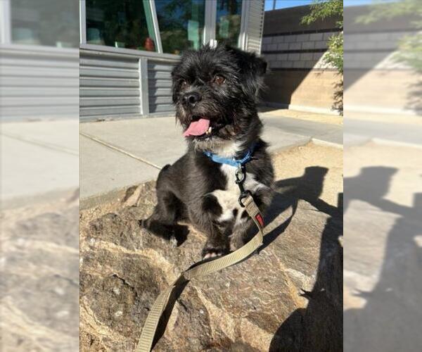 Medium Photo #1 Mutt Puppy For Sale in Las Vegas, NV, USA