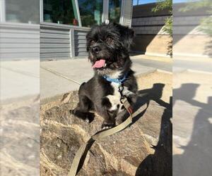 Mutt Dogs for adoption in Las Vegas, NV, USA