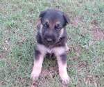 Small Photo #5 German Shepherd Dog Puppy For Sale in EASLEY, SC, USA