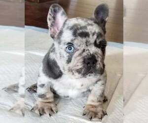 French Bulldog Puppy for sale in IRVING, TX, USA