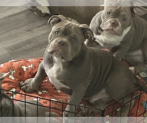 American Bully Puppy for sale in SALINAS, CA, USA