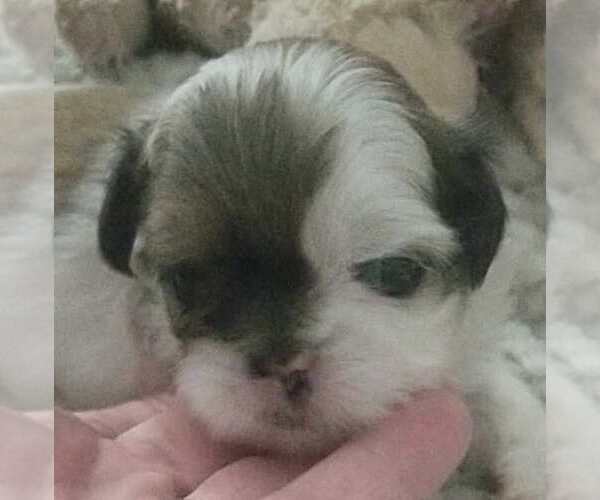Medium Photo #1 Shih Tzu Puppy For Sale in FANNING SPGS, FL, USA