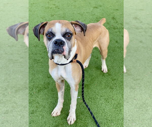 Medium Photo #2 Boxer Puppy For Sale in Austin, TX, USA