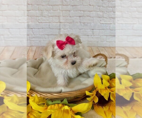Medium Photo #1 Maltese Puppy For Sale in COTTONTOWN, TN, USA