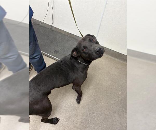 Medium Photo #1 Labrador Retriever-Unknown Mix Puppy For Sale in HESPERIA, CA, USA