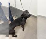 ROCKET - Male Labrador Retriever-Unknown Mix Dog for Adoption - Small photo