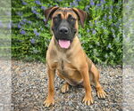 Small #1 Presa Canario