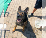Small #2 German Shepherd Dog