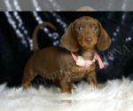 Small #2 Dachshund