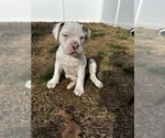 Small Photo #13 Alapaha Blue Blood Bulldog Puppy For Sale in HAMILTON, NJ, USA