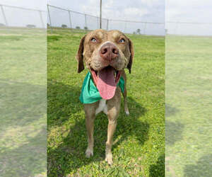 Buddy - Male Mutt Dog for Adoption - Photo #2