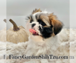 Small Photo #6 Shih Tzu Puppy For Sale in JACKSONVILLE, FL, USA