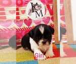 Small Photo #7 Shih Tzu Puppy For Sale in BERRYVILLE, VA, USA